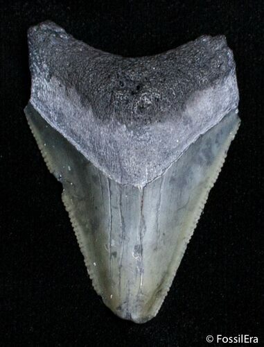 Inch Megalodon Tooth #2816